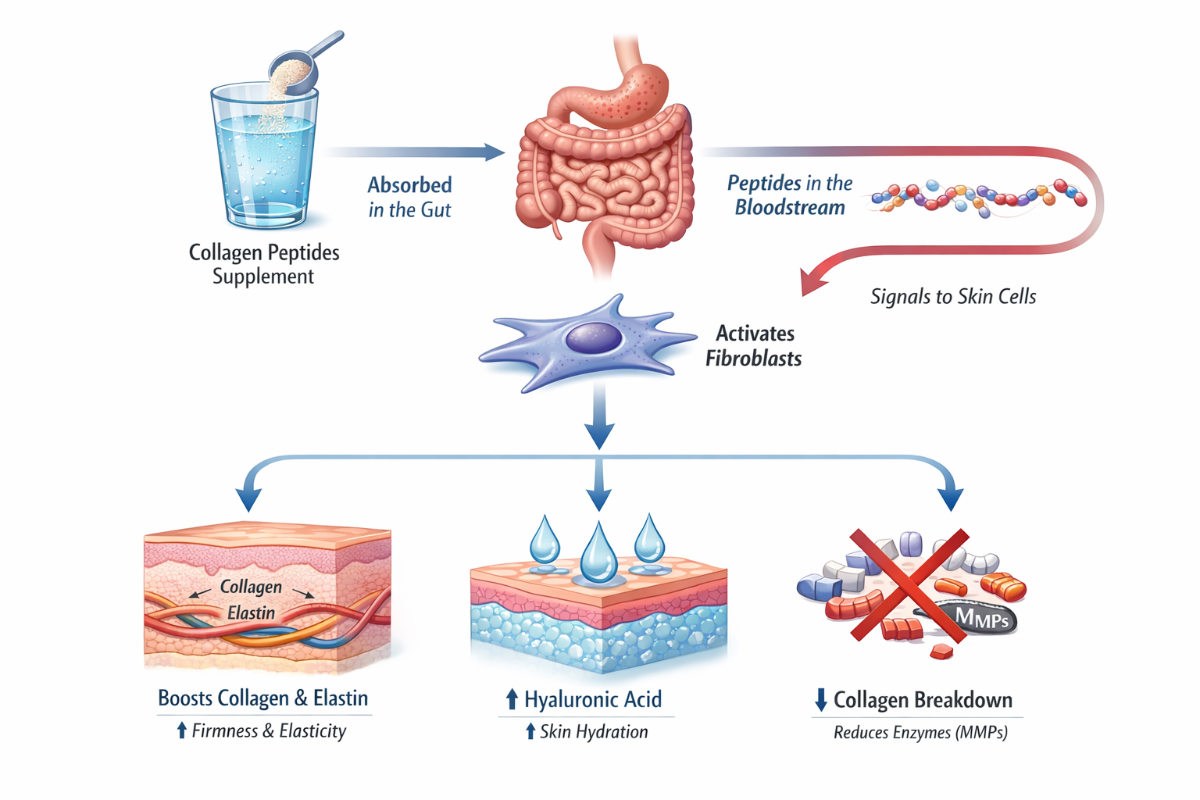 How collagen peptides support skin health